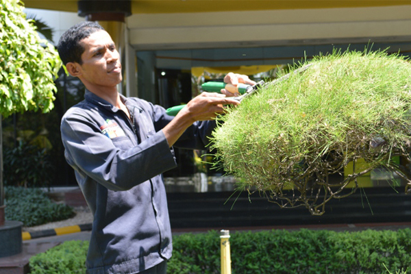 Gardening Service cara merawat tanaman hias gantung
