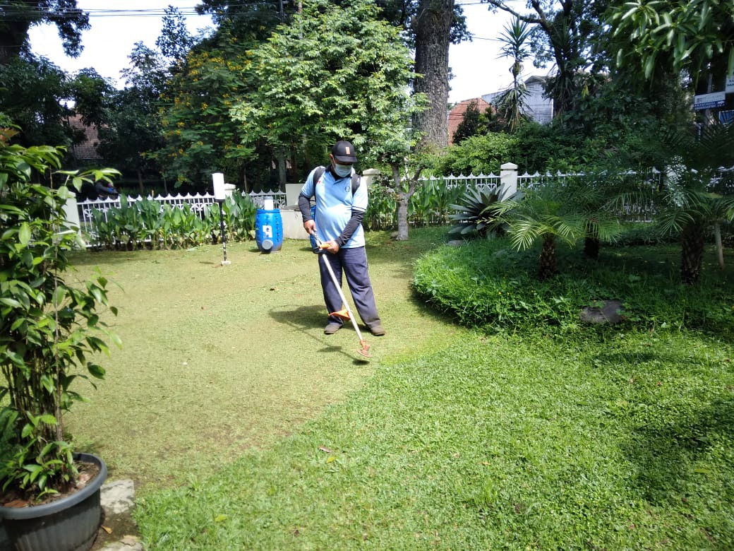 kesalahan saat memotong atau memangkas rumput