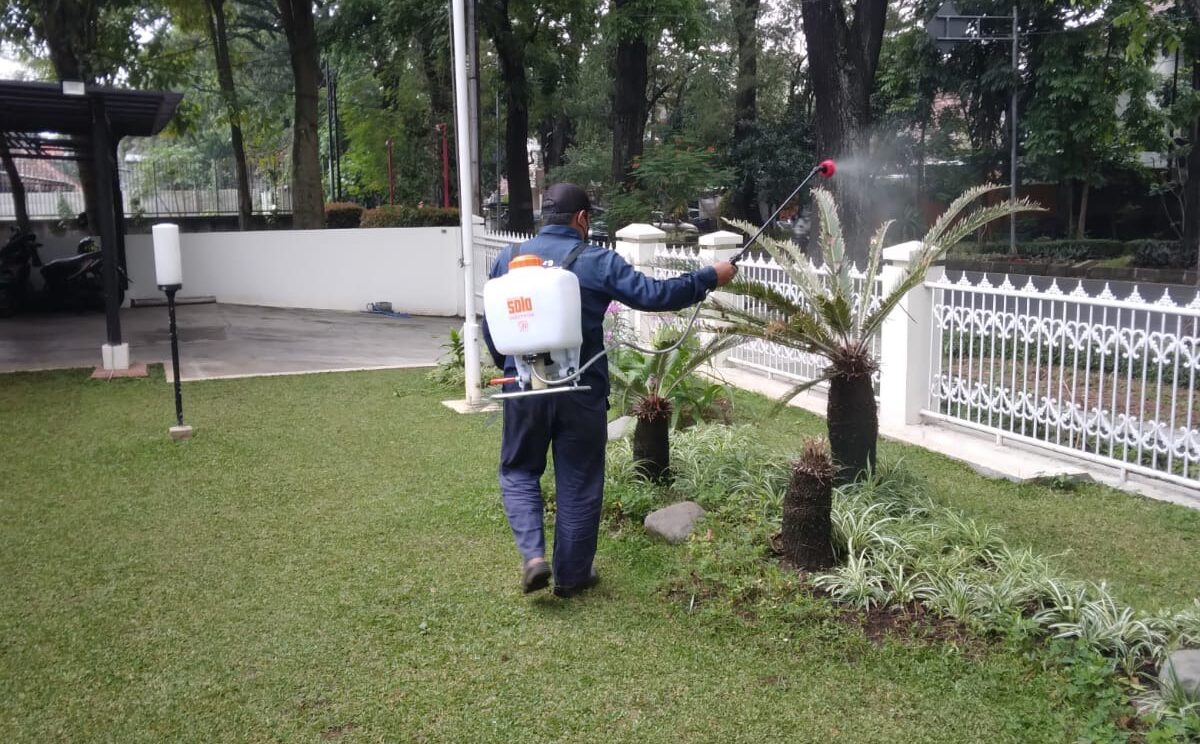 Rumput Jepang Untuk Taman Landscape yang Indah, cara merawat tanaman saat musim hujan