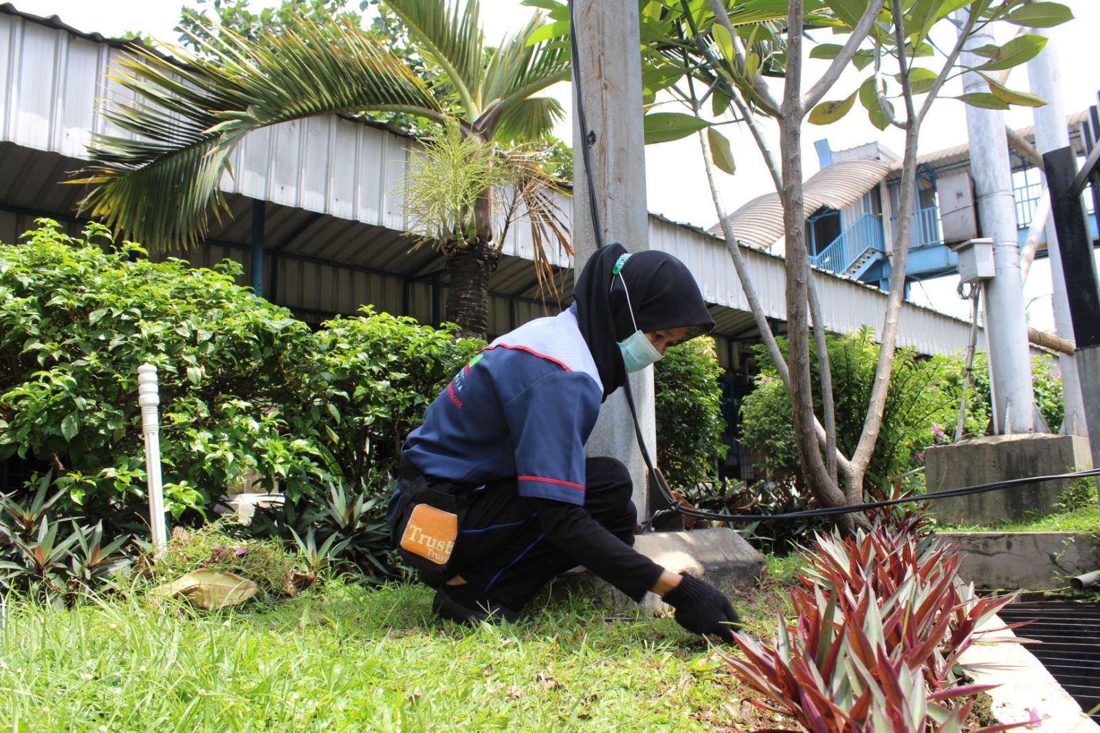 tanaman hias yang sering dijumpai beda pupuk kompos dan pupuk kandang