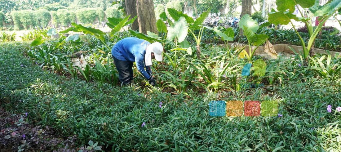 jasa tukang taman gardening service 4