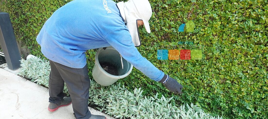 pupuk tanaman taman kantor rumput